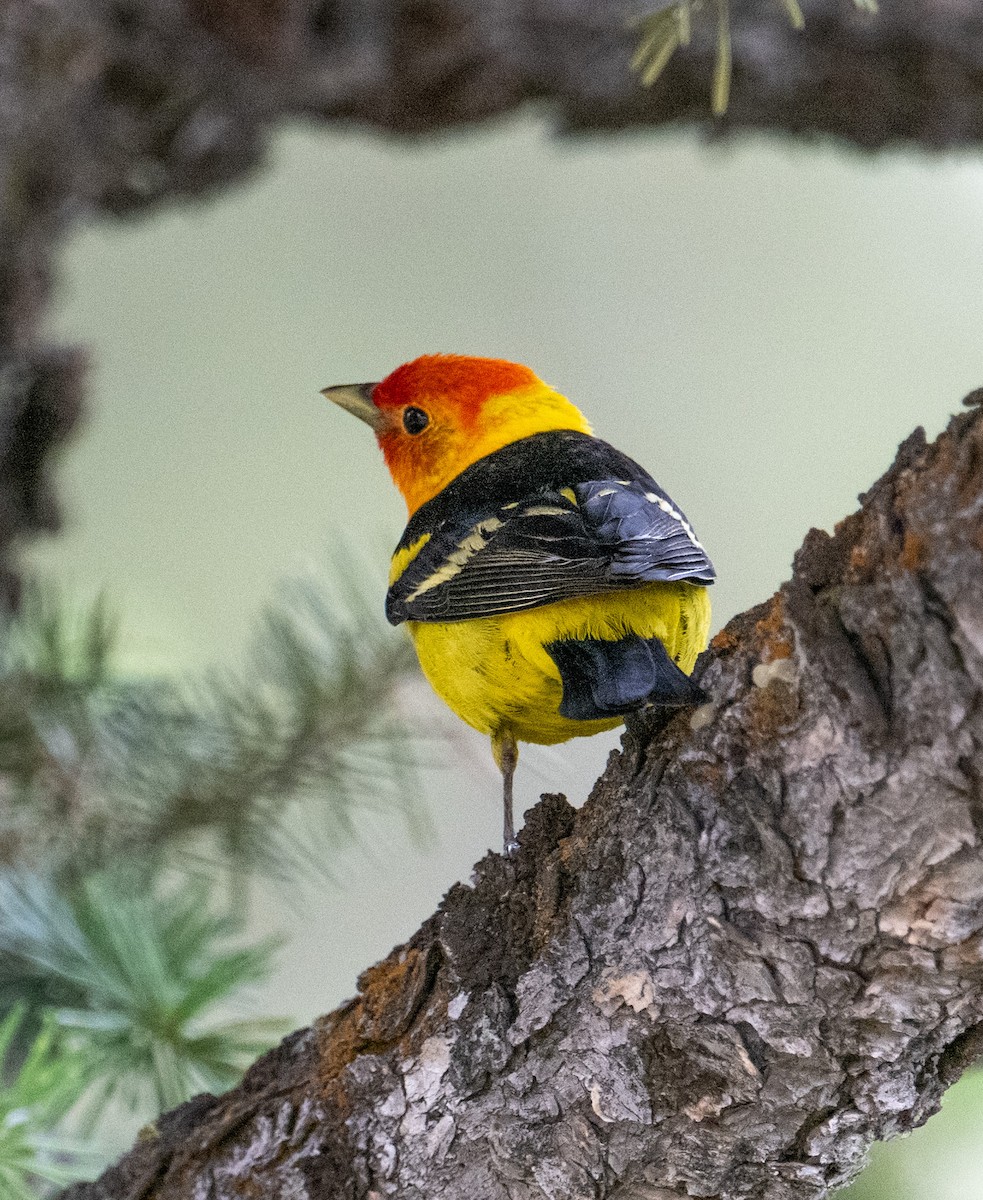 Western Tanager - Terry Rich