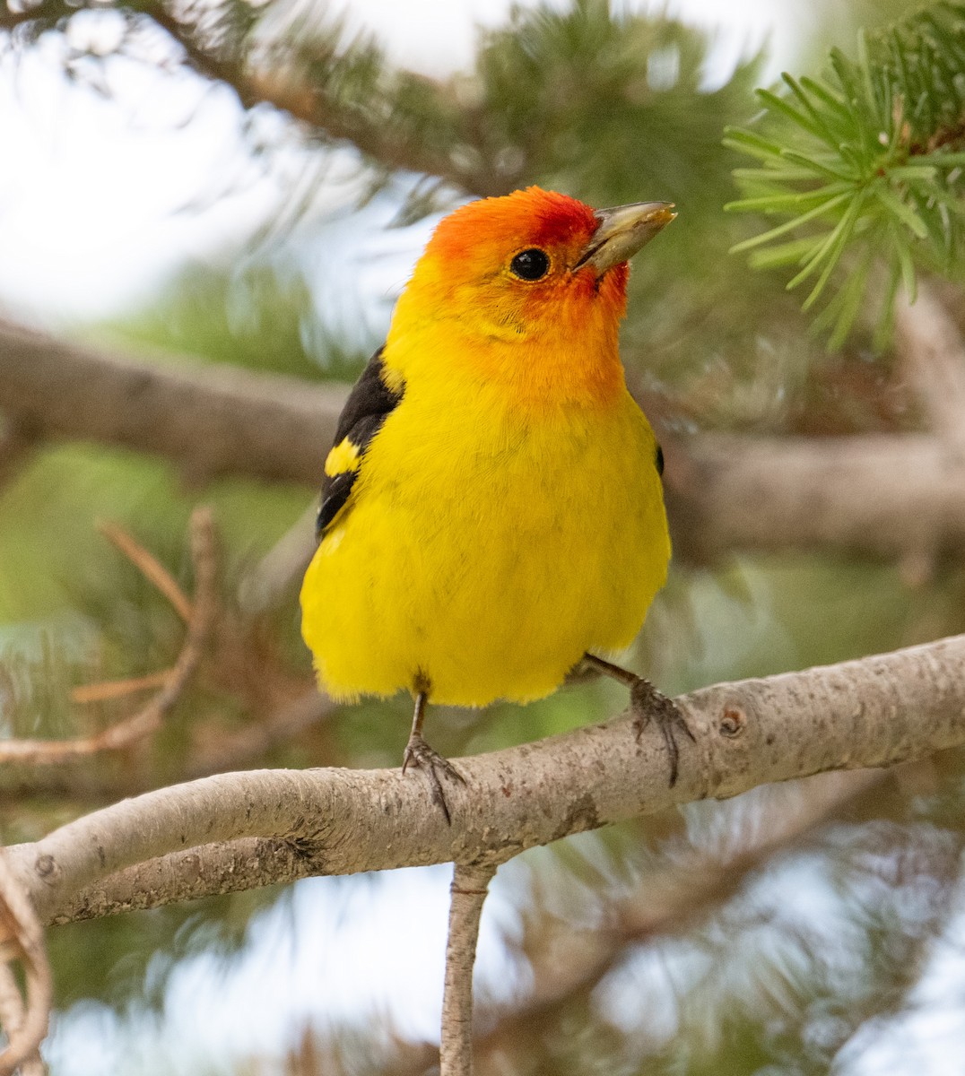 Western Tanager - ML620591879