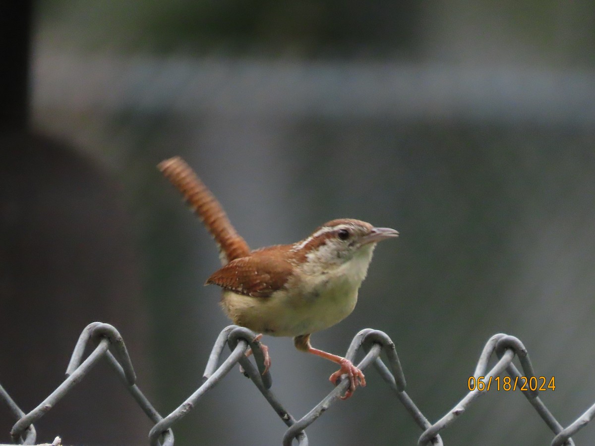 Carolina Wren - ML620591880