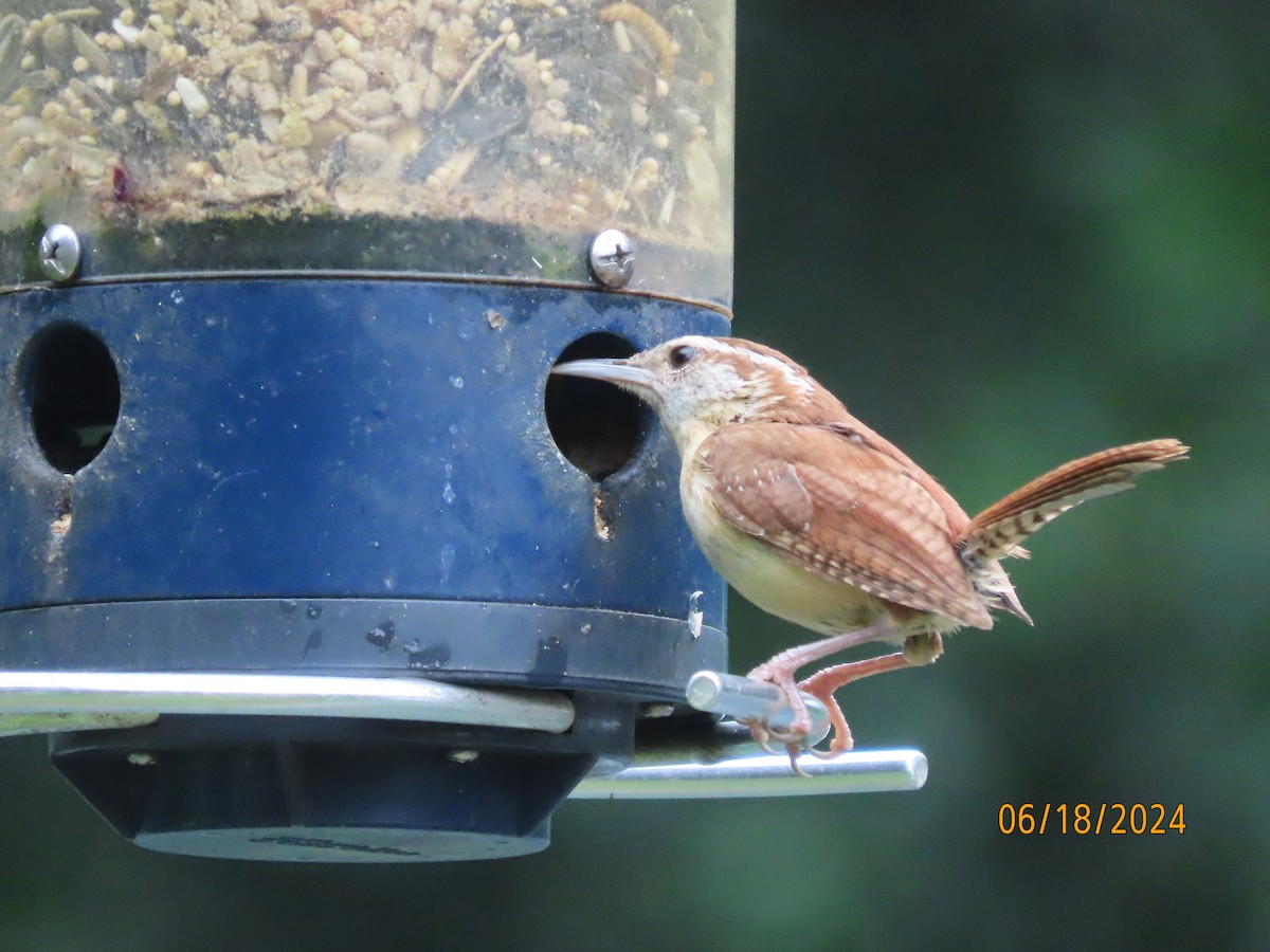 Carolina Wren - ML620591881