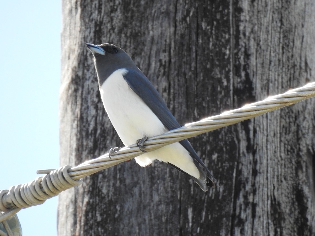 White-breasted Woodswallow - ML620591882