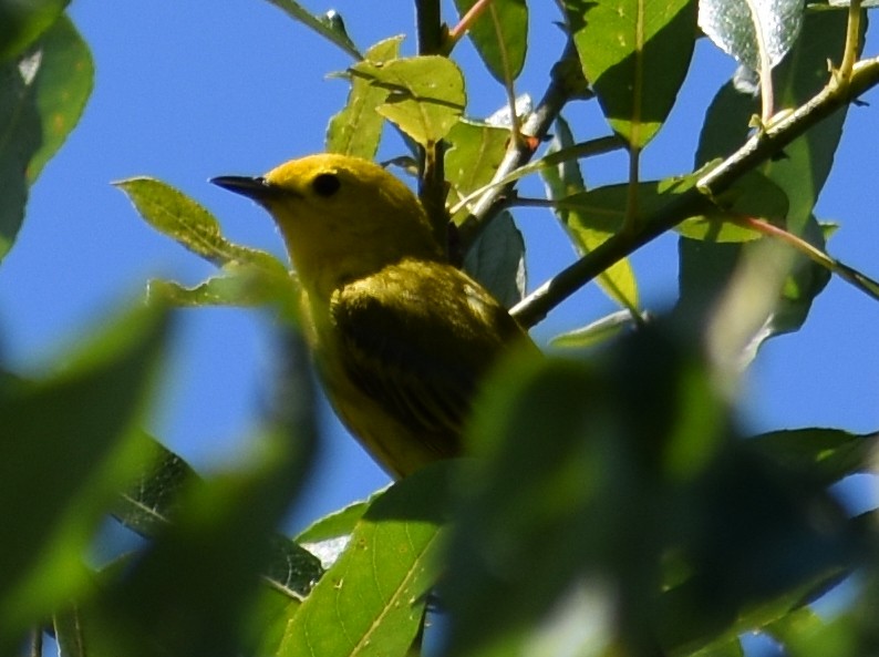 Paruline jaune - ML620591886