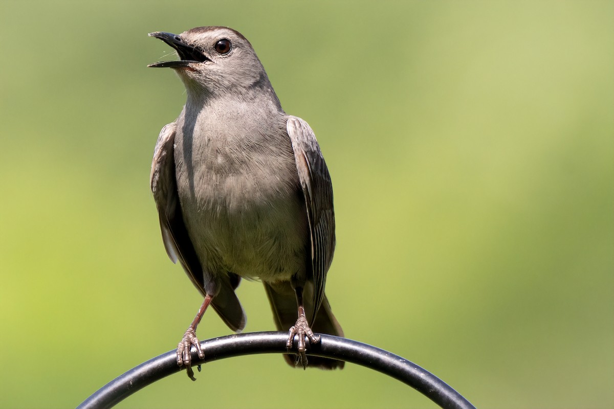 Gray Catbird - ML620591888