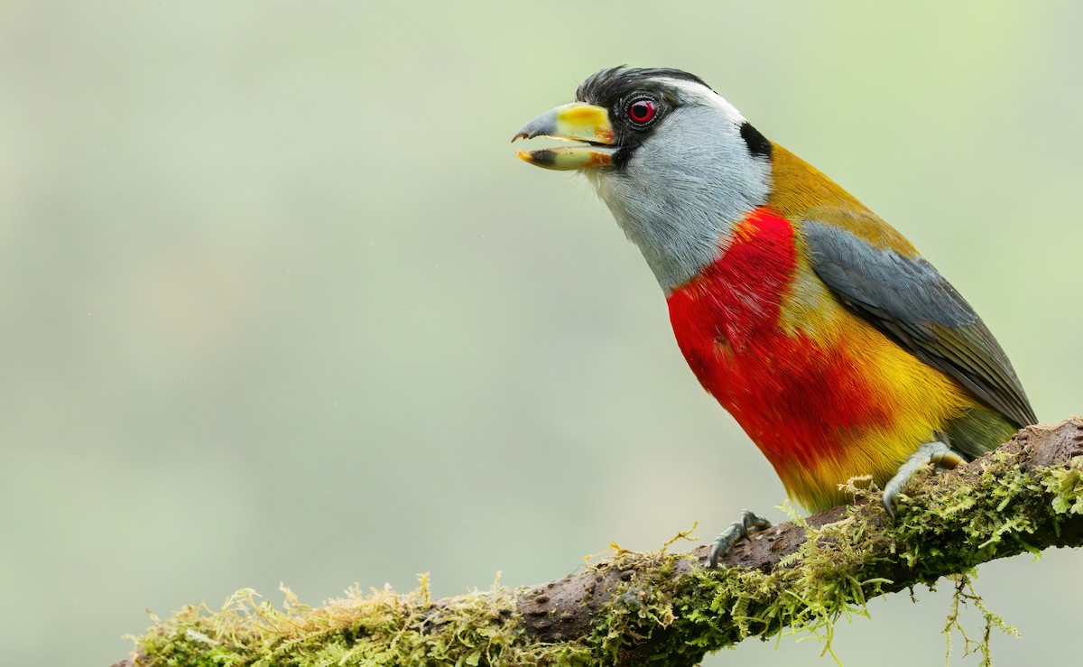 Toucan Barbet - ML620591890