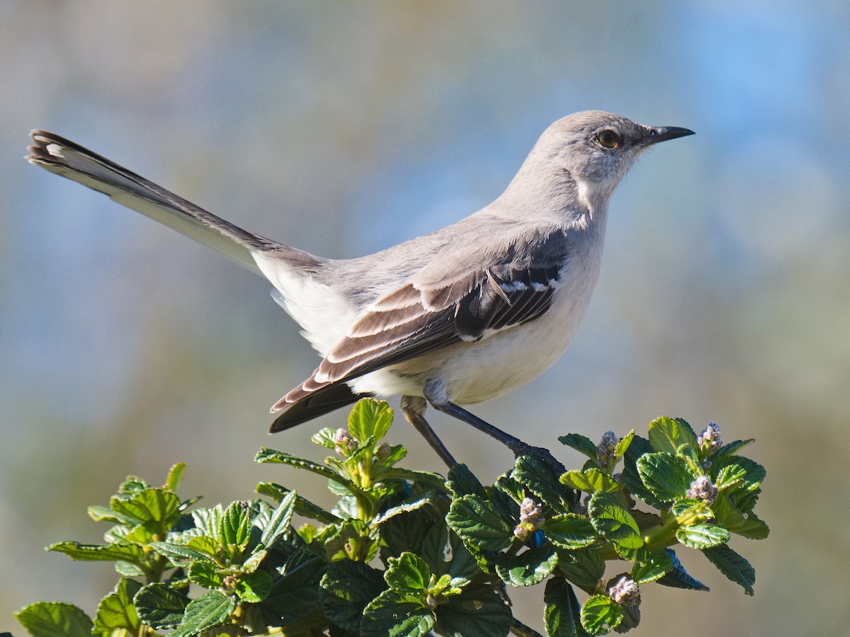 Northern Mockingbird - Michael Rieser