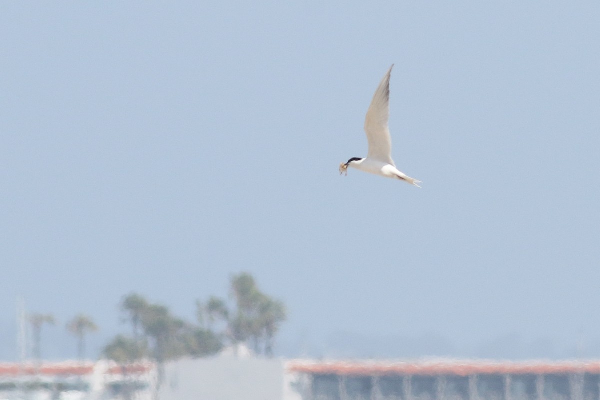 Gull-billed Tern - ML620591897