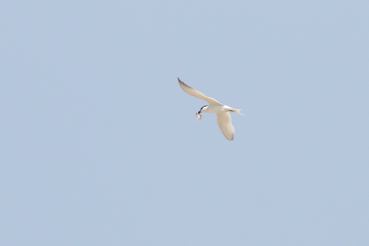 Gull-billed Tern - ML620591898