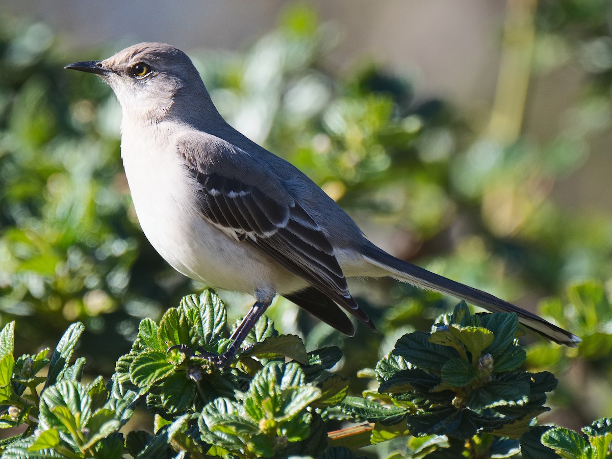 Northern Mockingbird - ML620591903