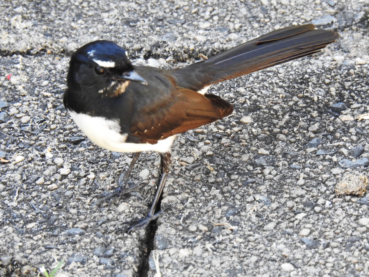 Willie-wagtail - ML620591904