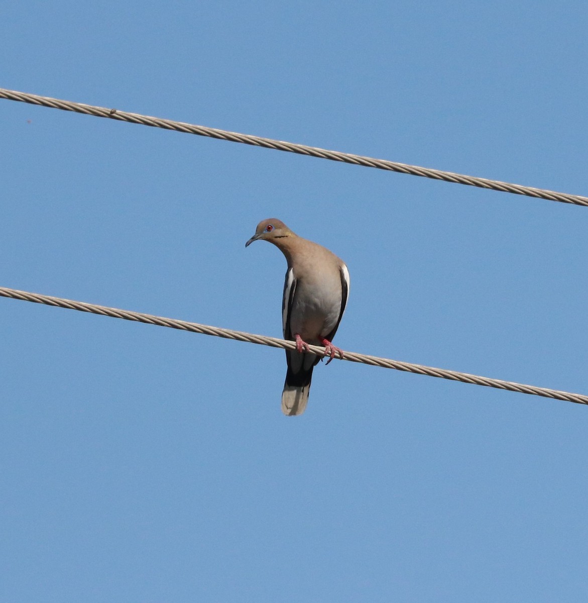 White-winged Dove - ML620591905