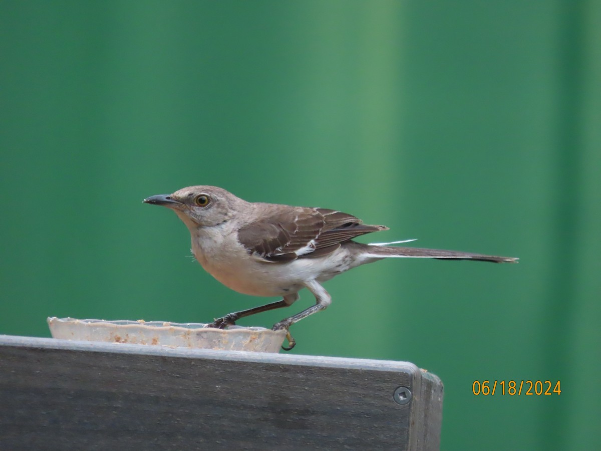 Northern Mockingbird - ML620591908