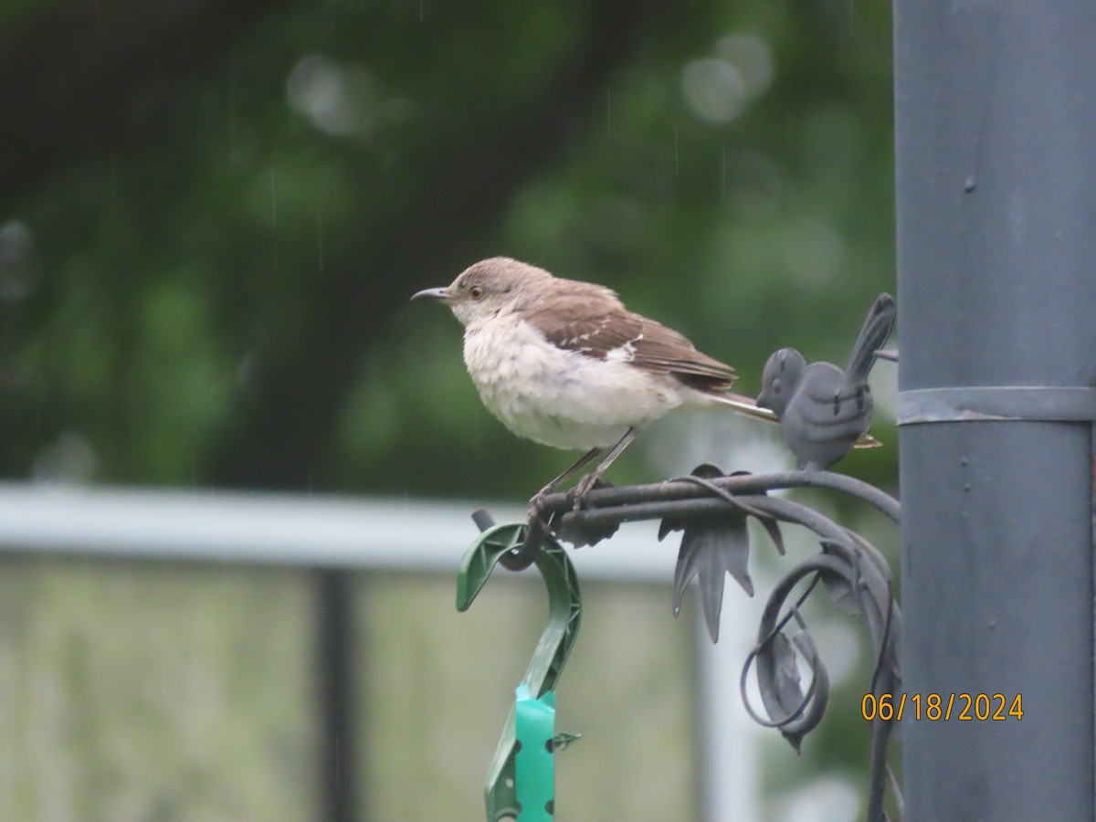 Northern Mockingbird - ML620591909