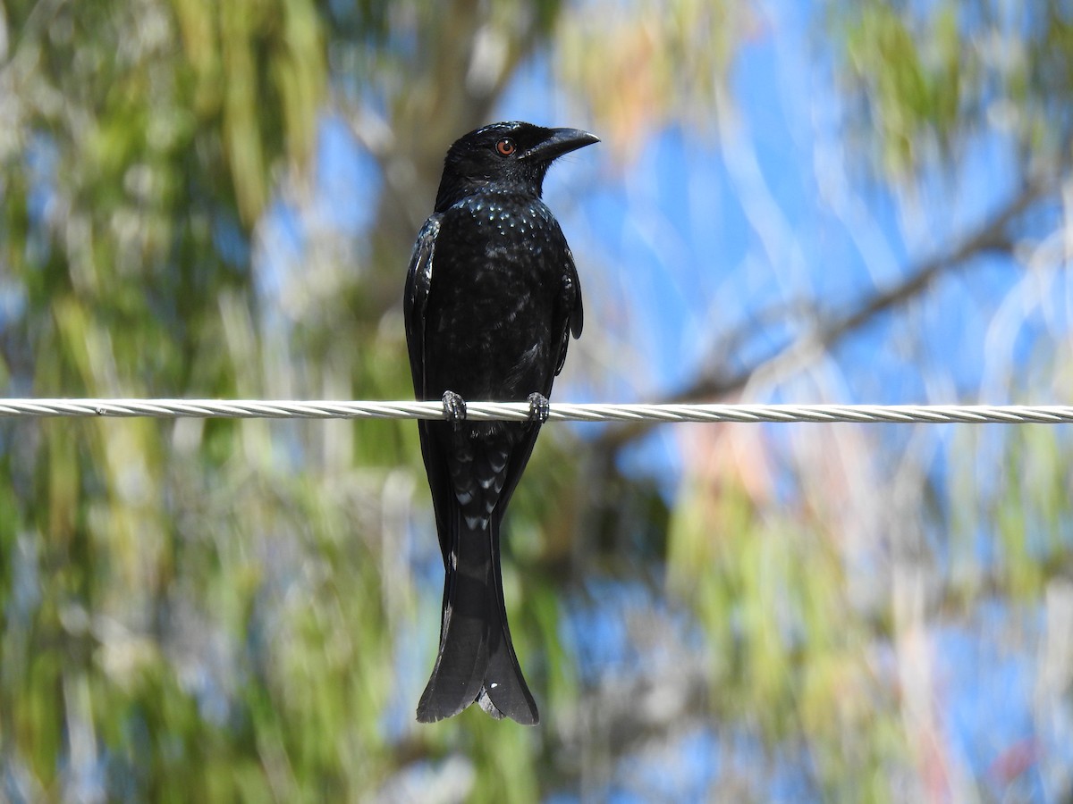 Spangled Drongo - ML620591912