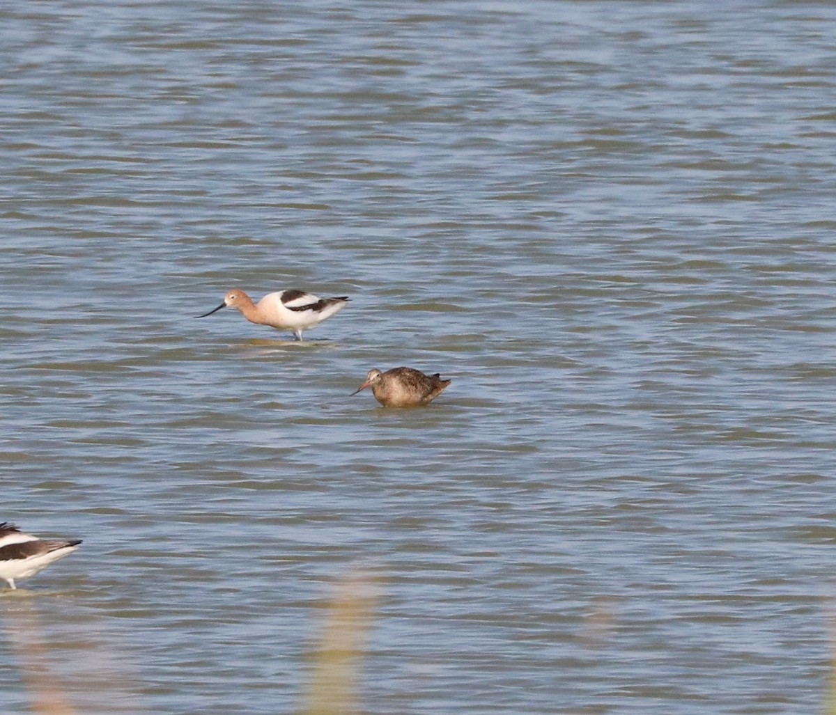 Marbled Godwit - ML620591913