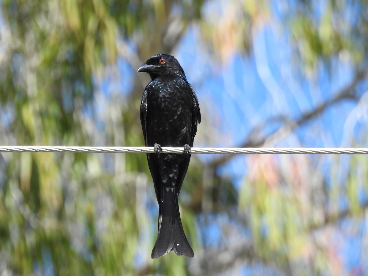 Spangled Drongo - ML620591914