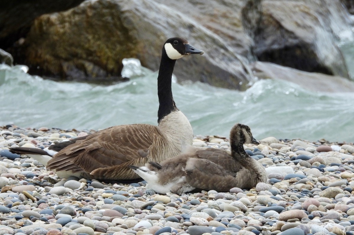 Canada Goose - ML620591917