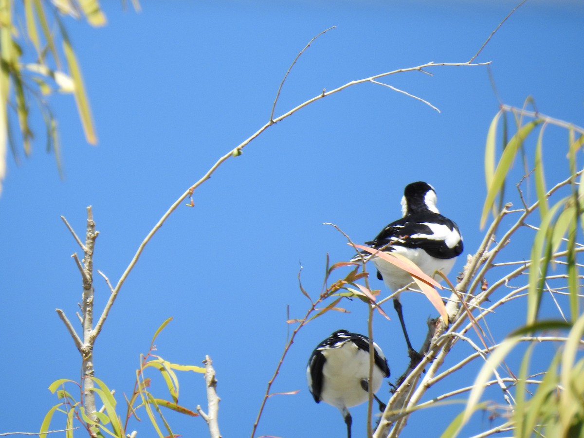 Magpie-lark - ML620591918