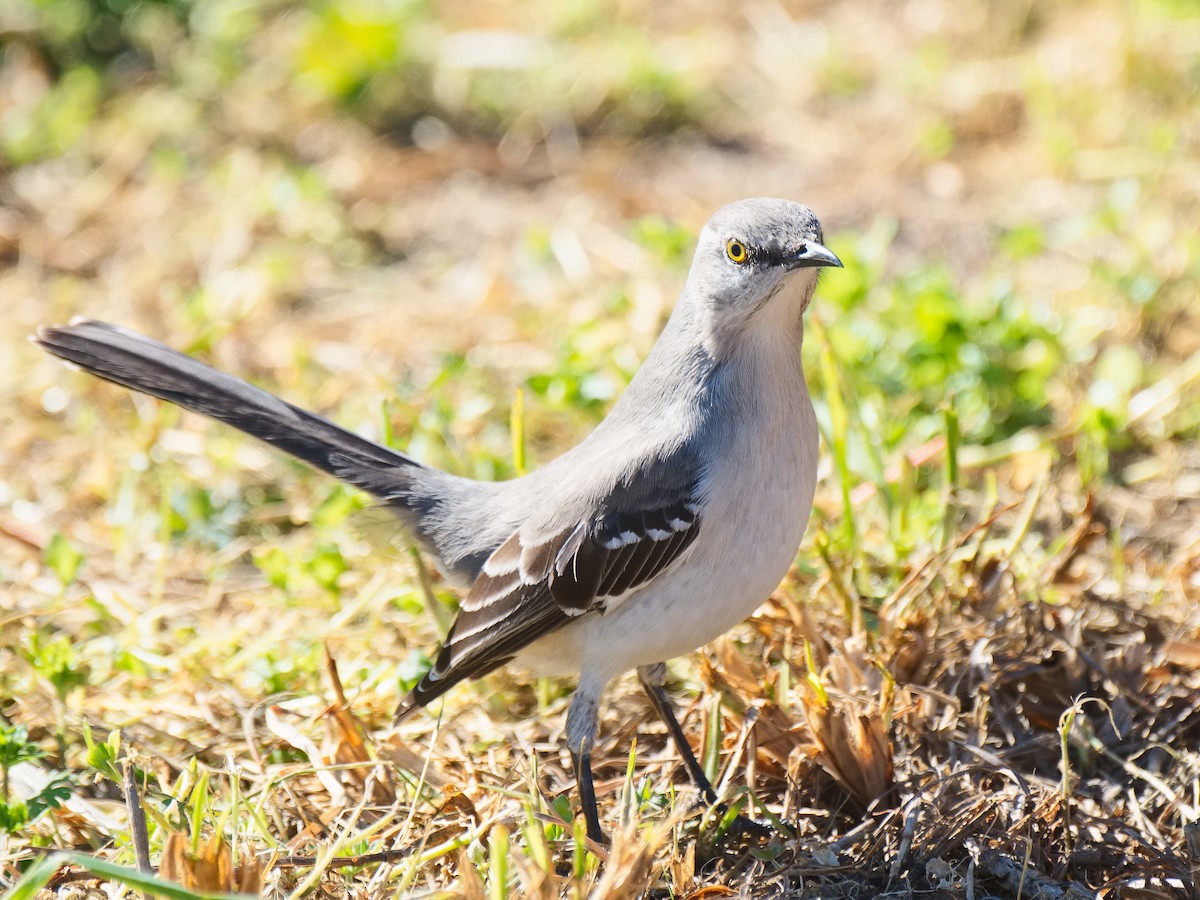 Northern Mockingbird - ML620591919