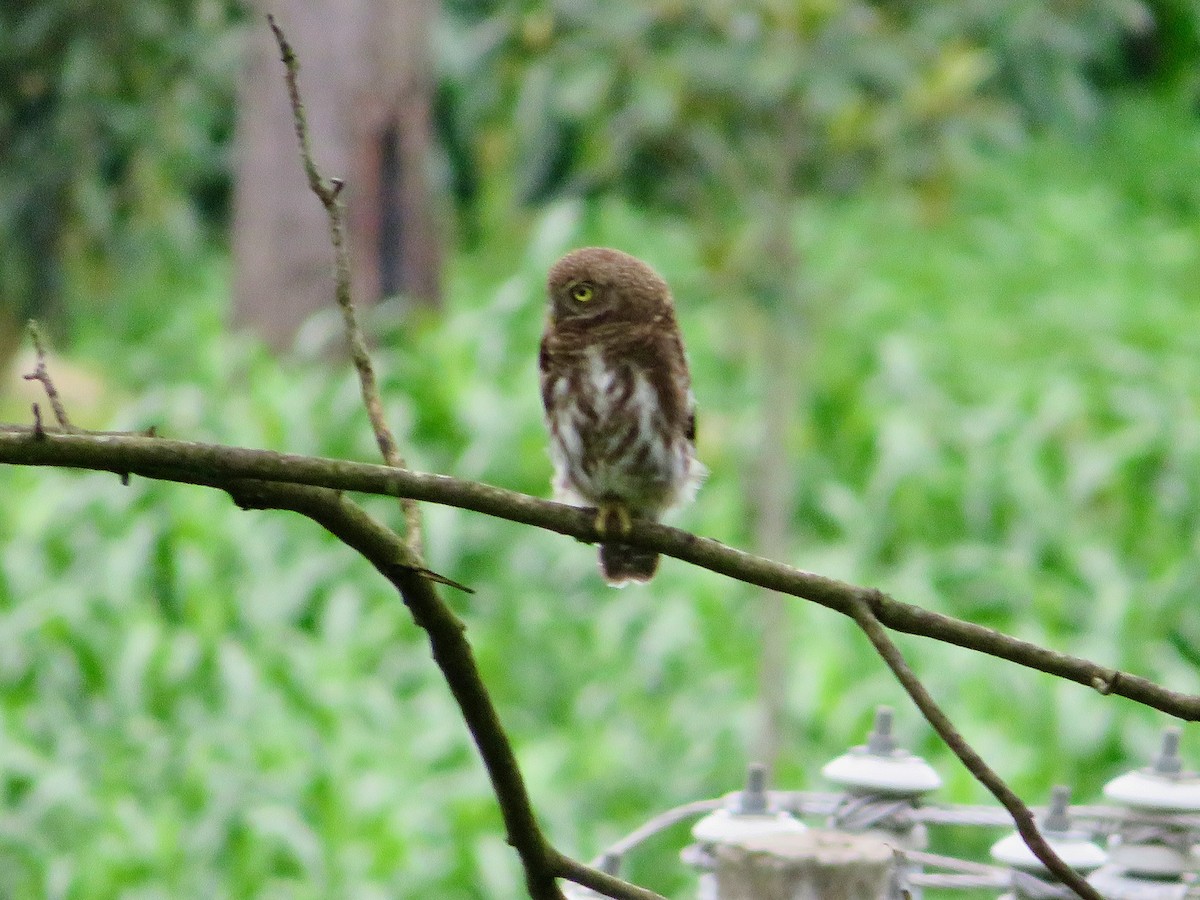 Asian Barred Owlet - ML620591920