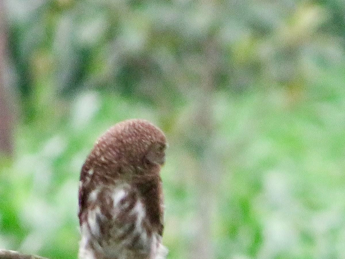 Asian Barred Owlet - ML620591923