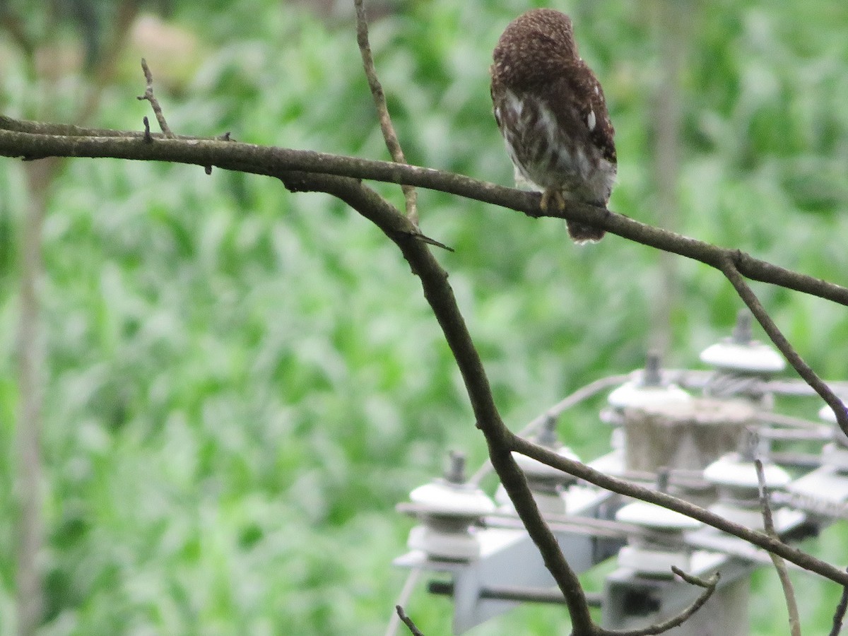 Asian Barred Owlet - ML620591924