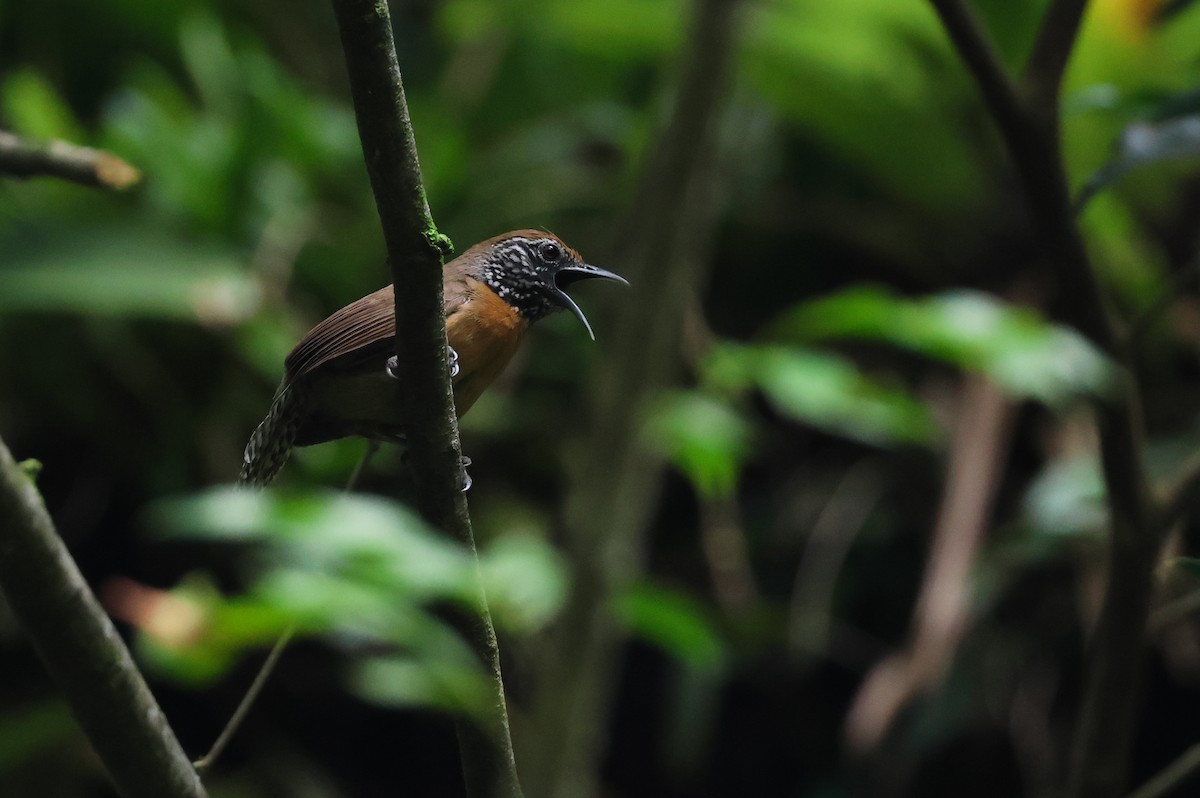 Rufous-breasted Wren - ML620591925