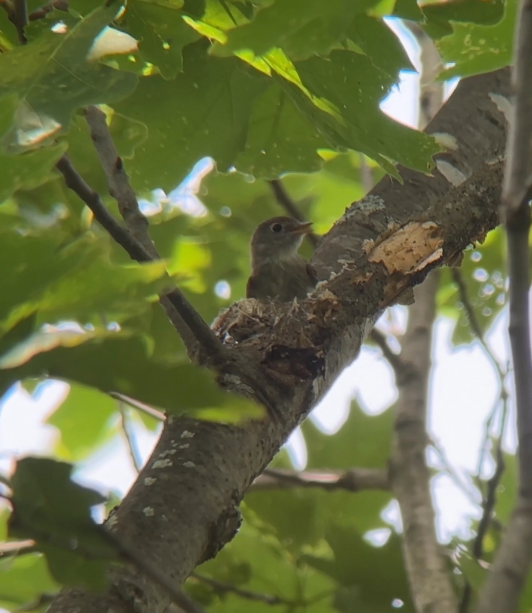 Least Flycatcher - ML620591926