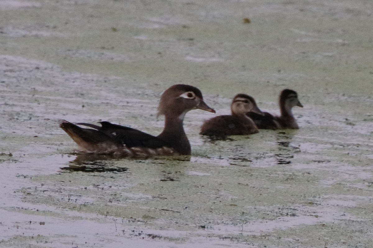 Wood Duck - ML620591930