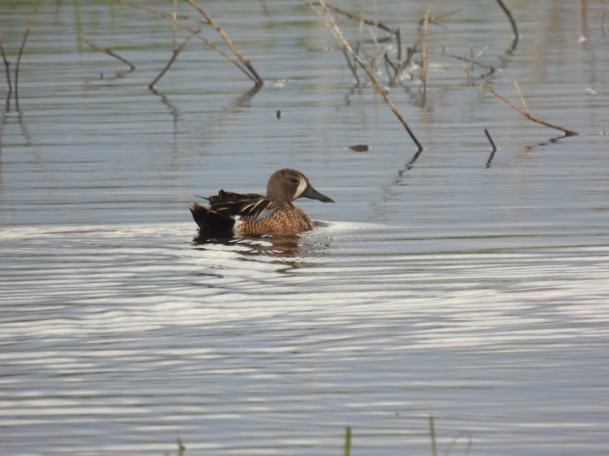 Blue-winged Teal - ML620591934
