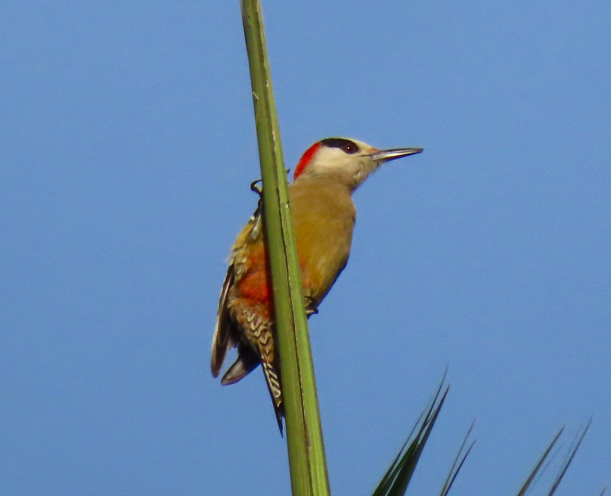 West Indian Woodpecker - ML620591941