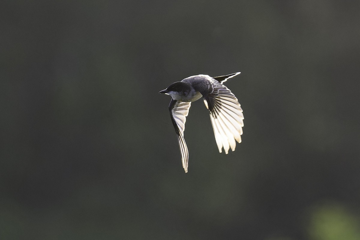 Eastern Kingbird - ML620591947