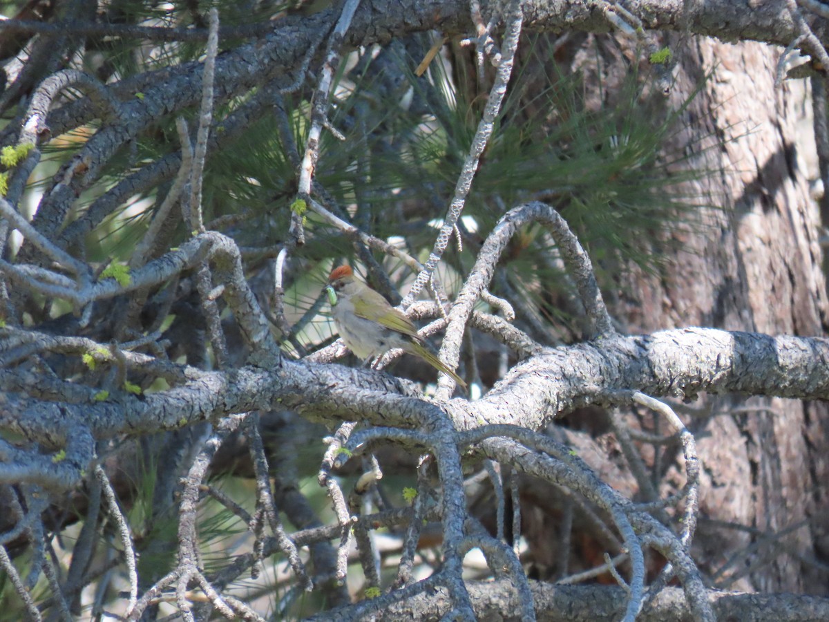 Green-tailed Towhee - ML620591957