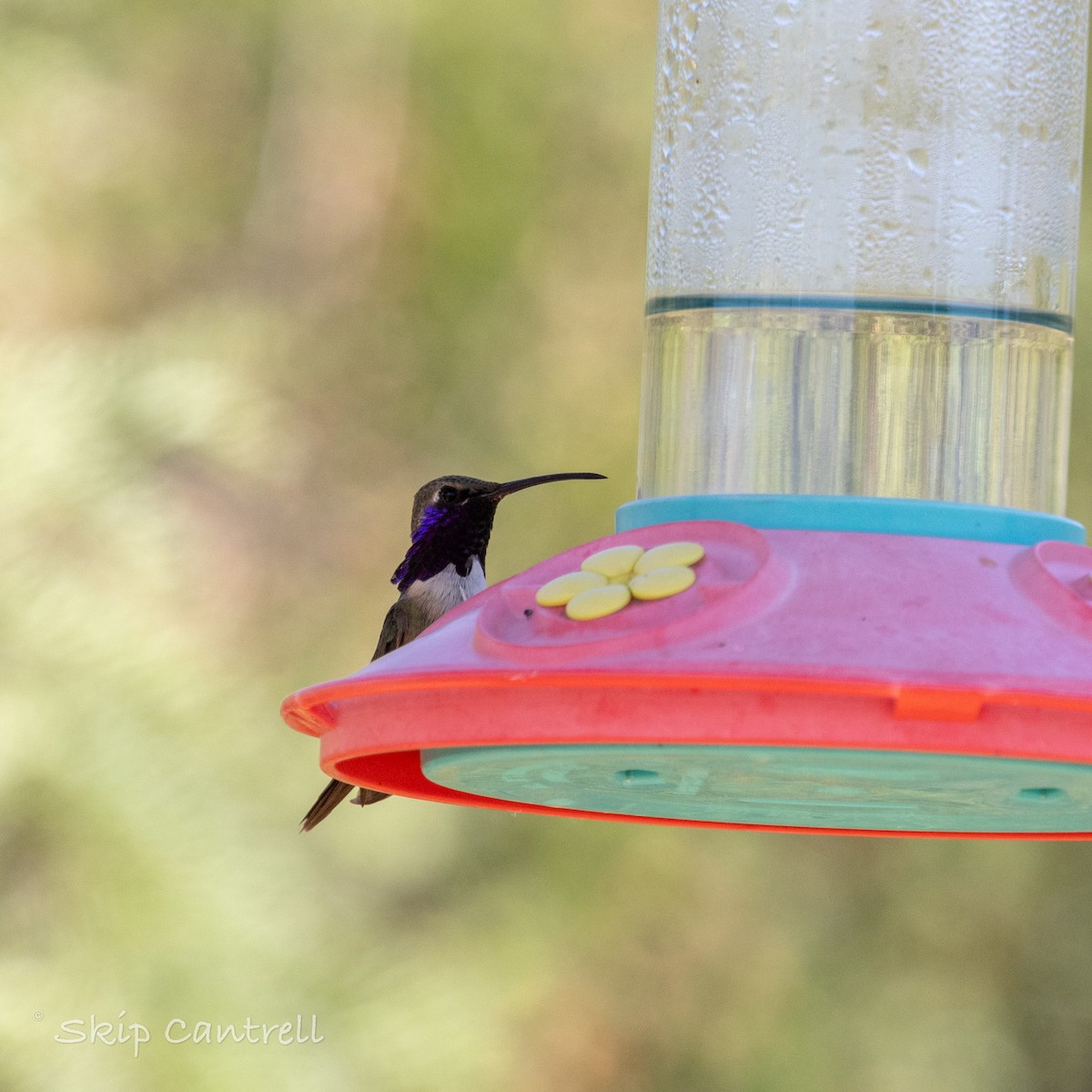 Lucifer Hummingbird - Skip Cantrell