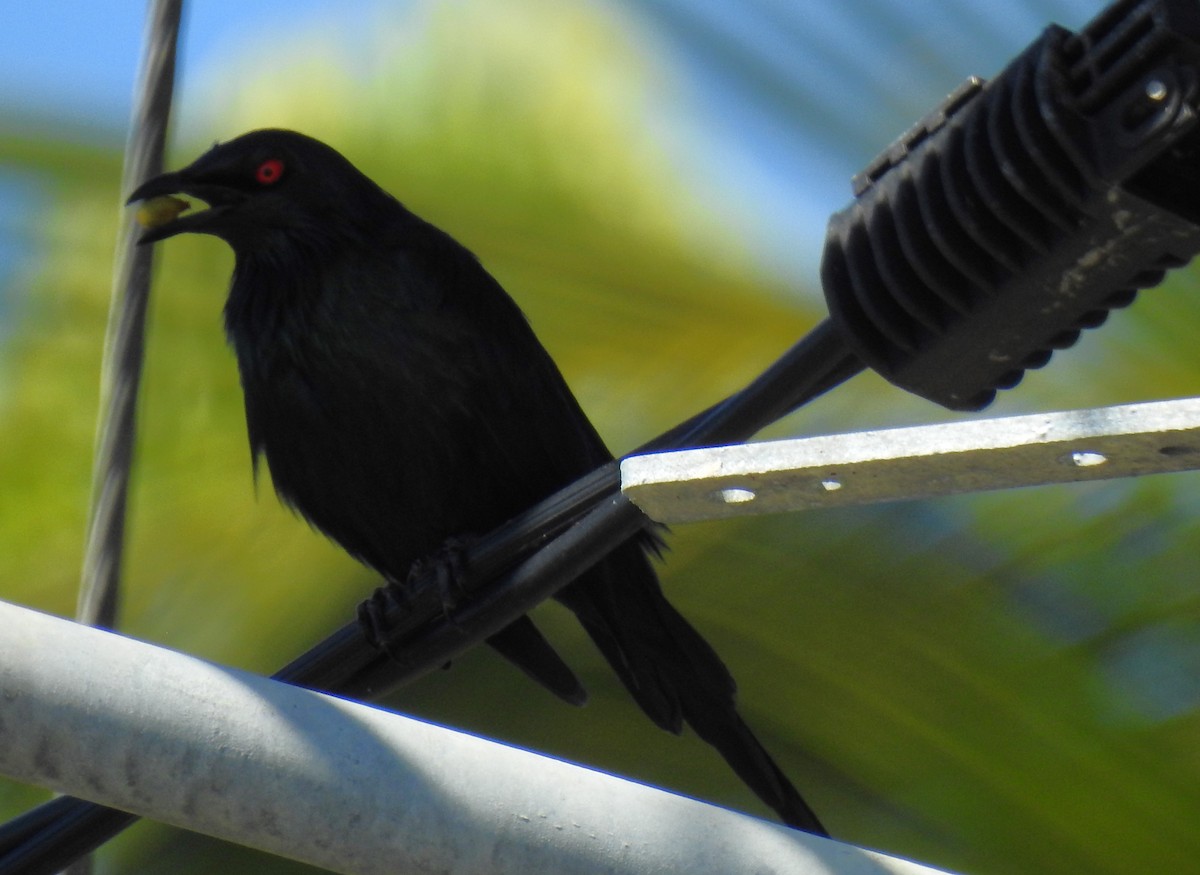 Metallic Starling - ML620591977