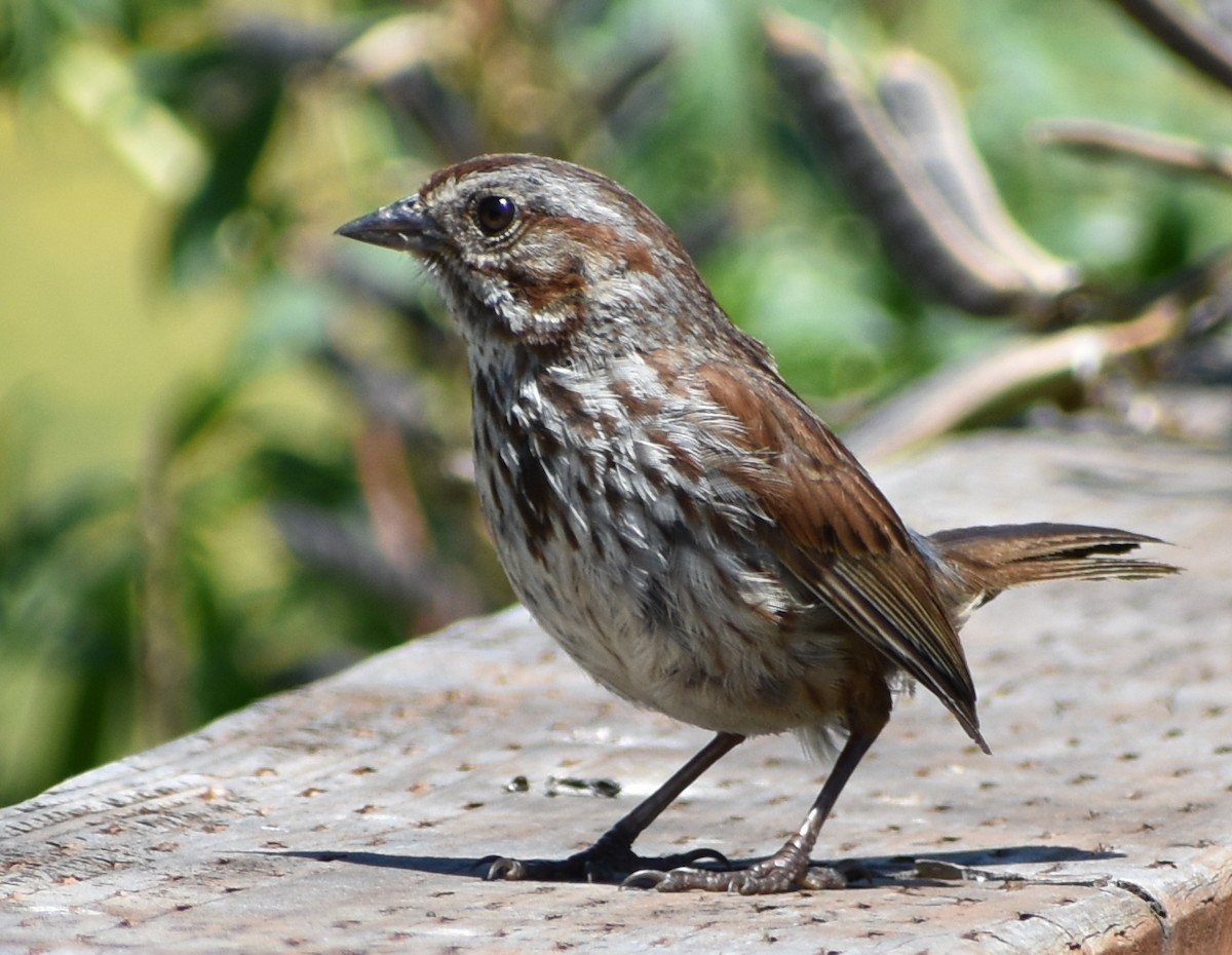 Song Sparrow - ML620591986