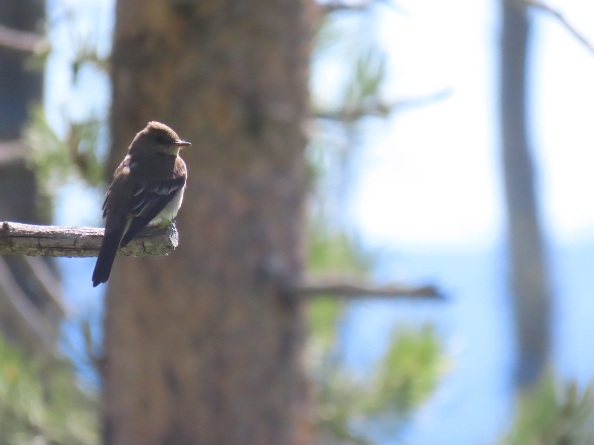 Western Wood-Pewee - Erica Rutherford/ John Colbert