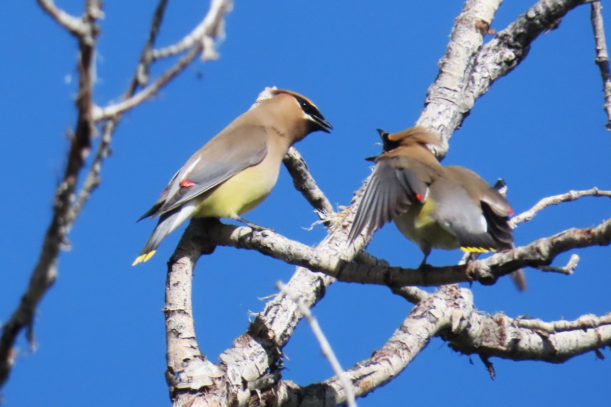 Cedar Waxwing - ML620591989