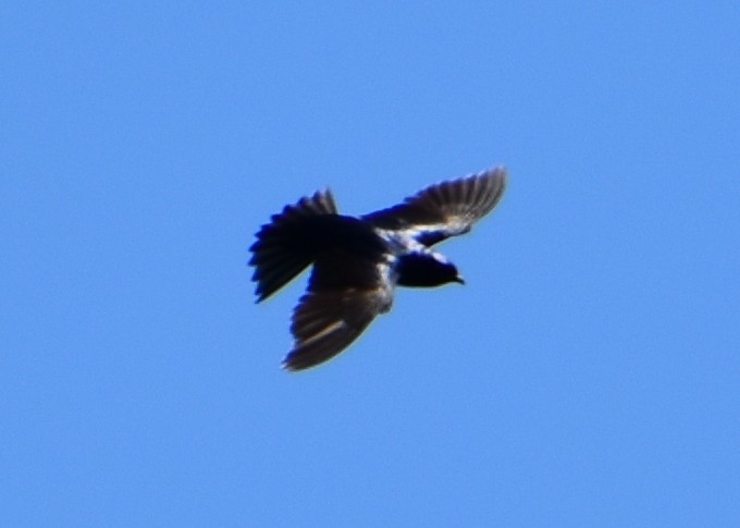 Purple Martin - ML620591991