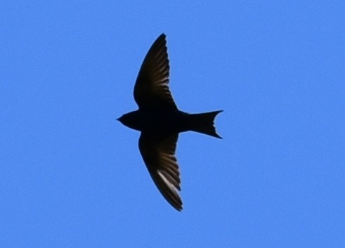 Purple Martin - ML620591992