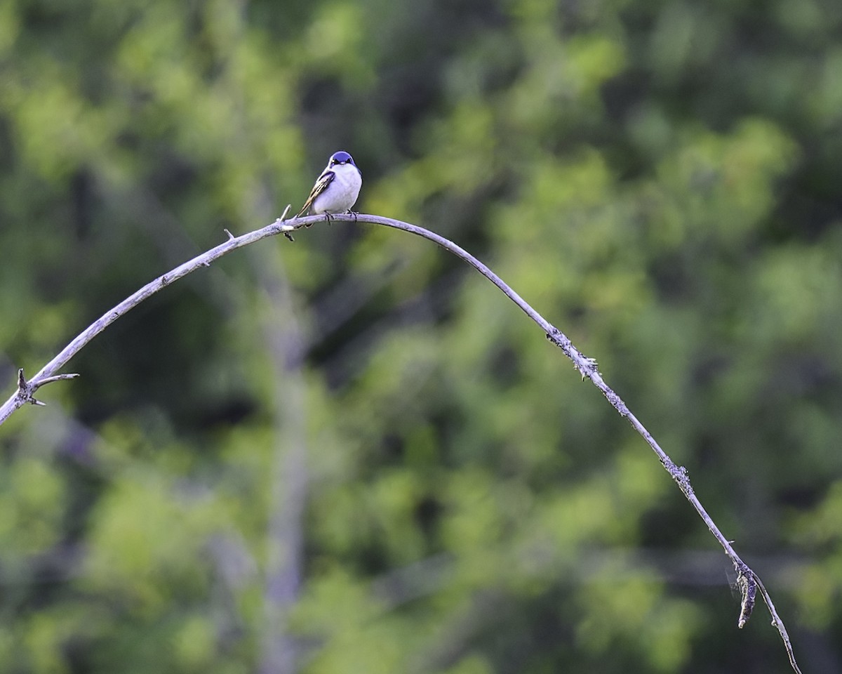 Golondrina Bicolor - ML620591996