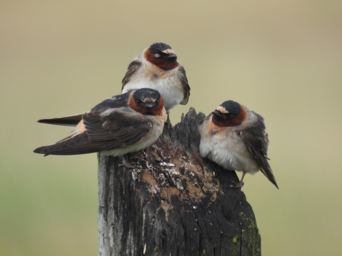 Cliff Swallow - ML620591997