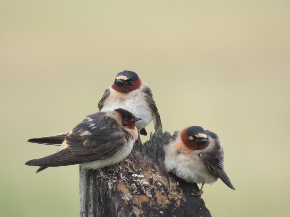 Cliff Swallow - ML620591998