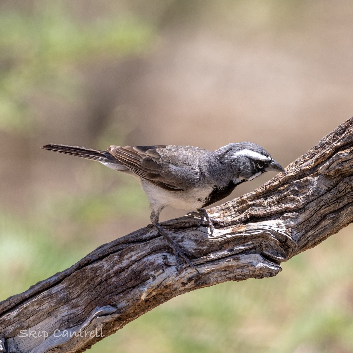 Black-throated Sparrow - ML620591999