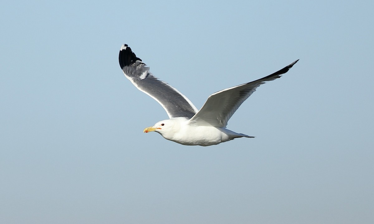 Gaviota Californiana - ML620592000