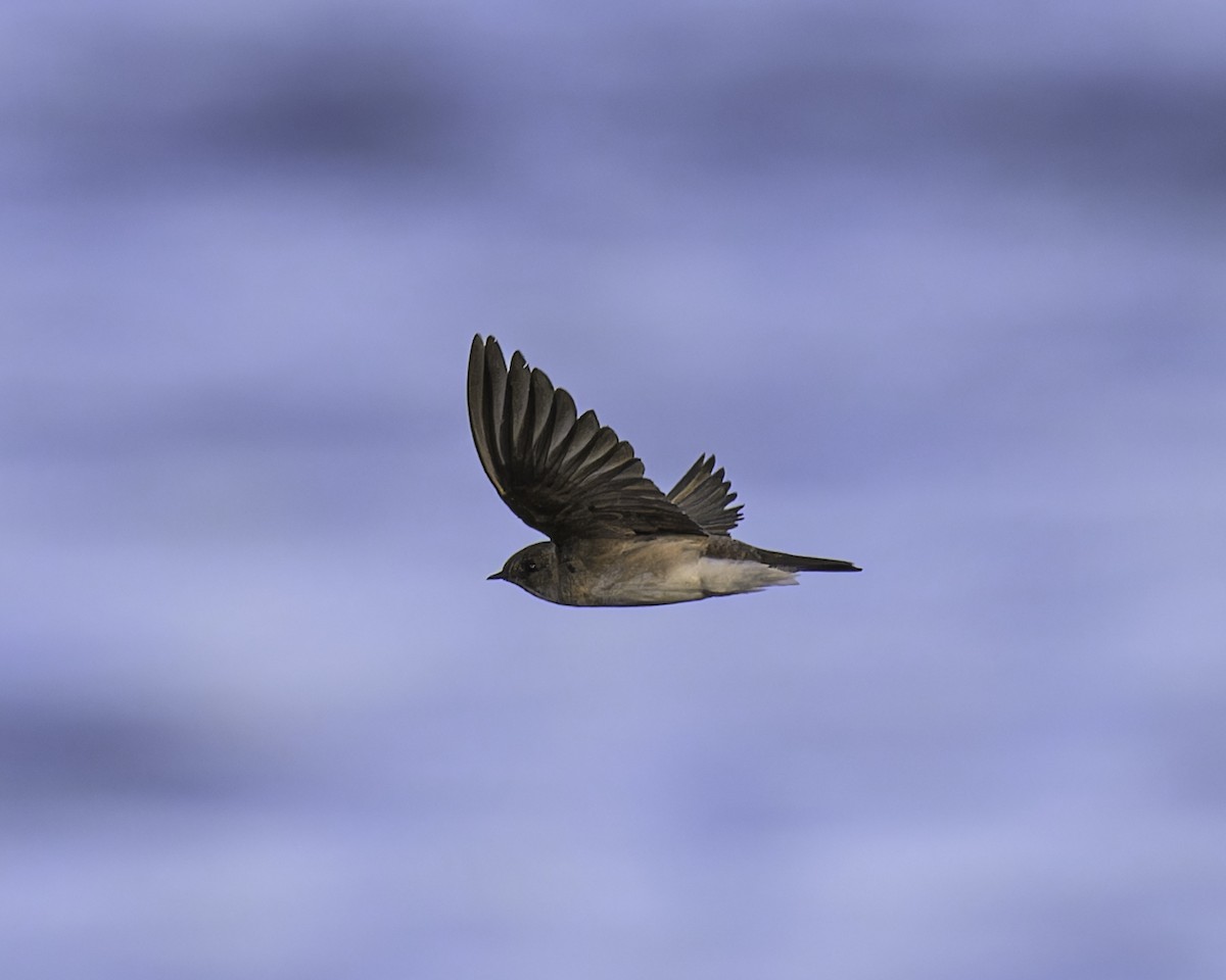 Northern Rough-winged Swallow - ML620592001
