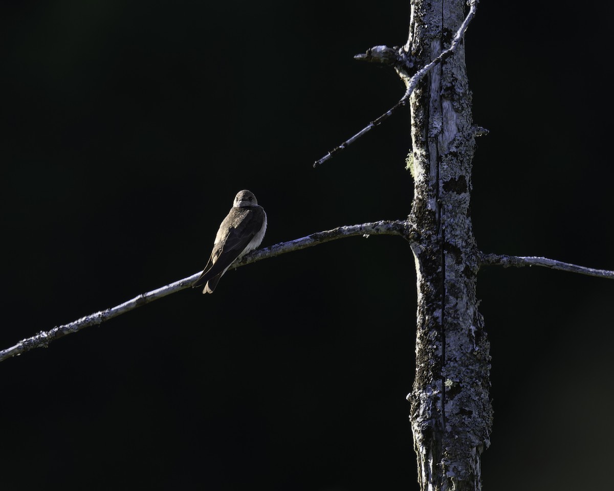 Golondrina Aserrada - ML620592002