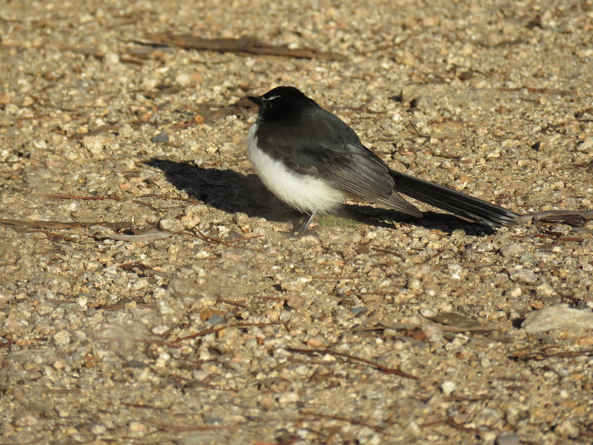 Willie-wagtail - ML620592004