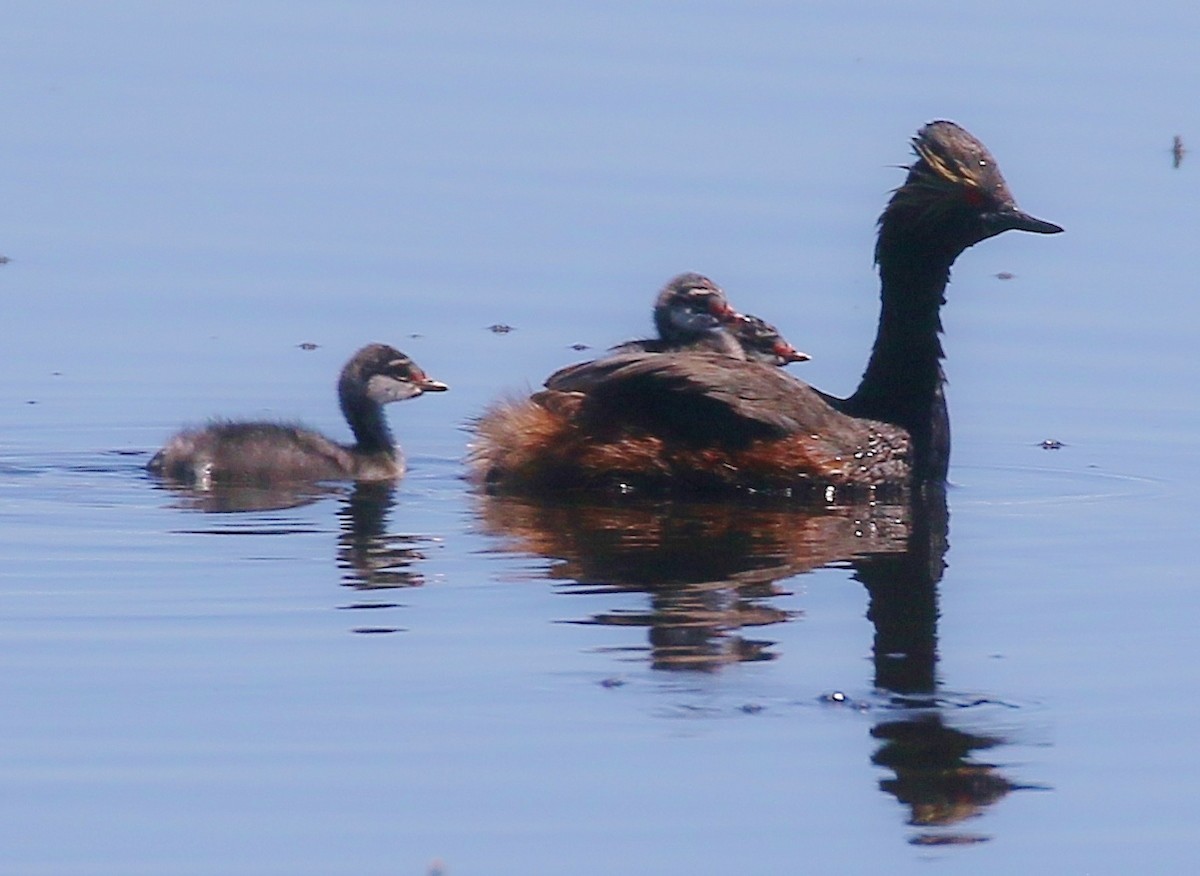 黑頸鸊鷉 - ML620592008