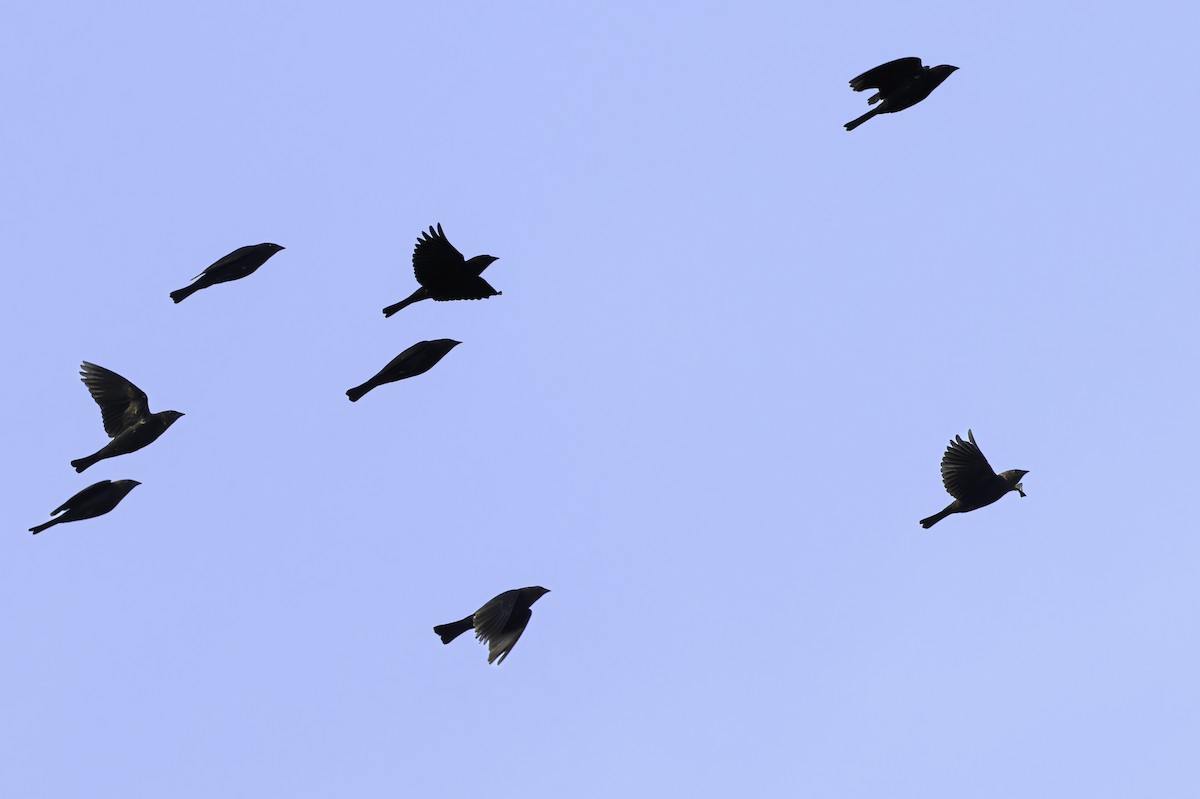 Brown-headed Cowbird - ML620592009