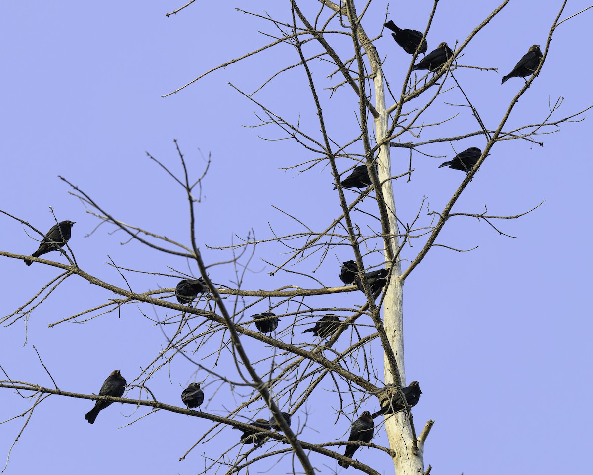 Brown-headed Cowbird - ML620592010